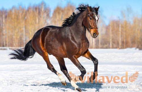 Пегая масть лошади: описание и особенности лошадей пятнистых мастей