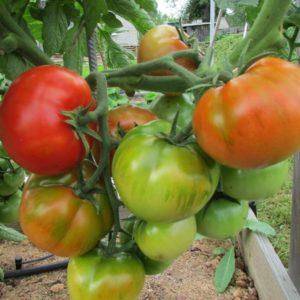 Кистевые томаты: сорта с фото, описанием и отзывами