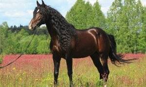 Особенности андалузской породы лошадей