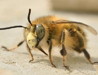 Как понять, что пчелы плохо перезимовали и что делать пчеловоду сразу после зимы