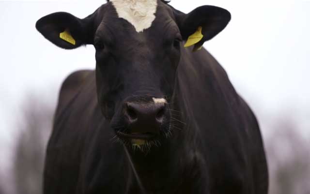 Почему у коровы понос