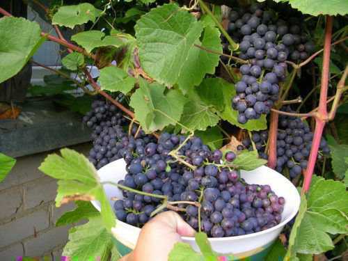 Как ухаживать за виноградом на урале. как сажать и как выращивать