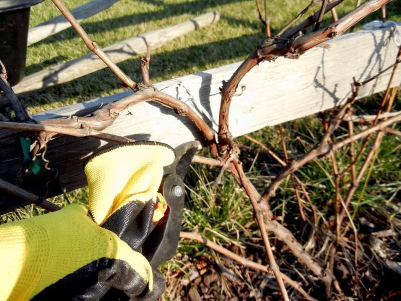 Обрезка винограда весной – пошаговая инструкция с видео для начинающих