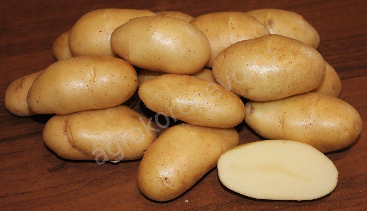 Характеристика картофеля голубизна, тонкости выращивания