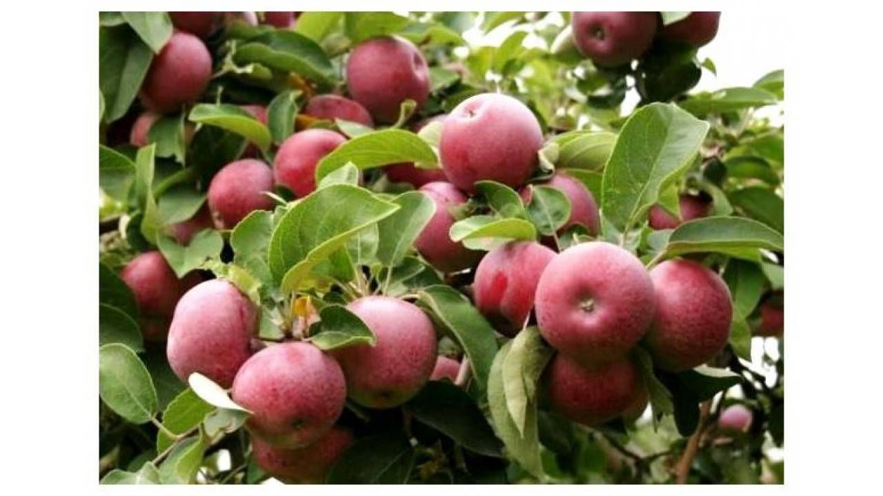Характеристика и описание яблони «слава победителям»