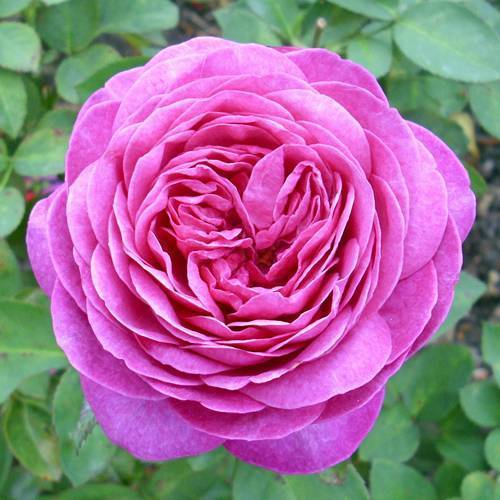 Rosa 'heidi klum rose' — википедия переиздание // wiki 2