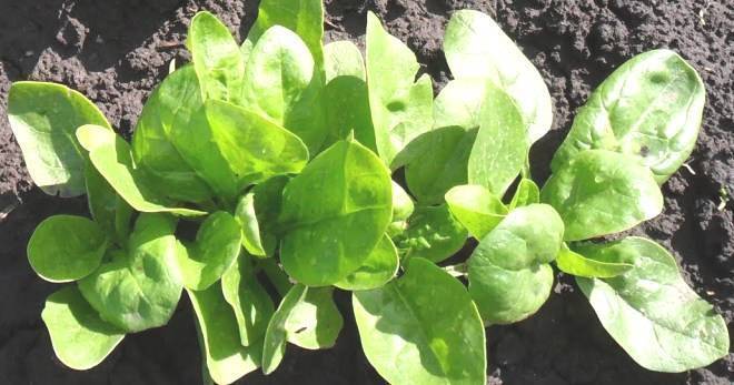 Как выращивать шпинат, посев и уход