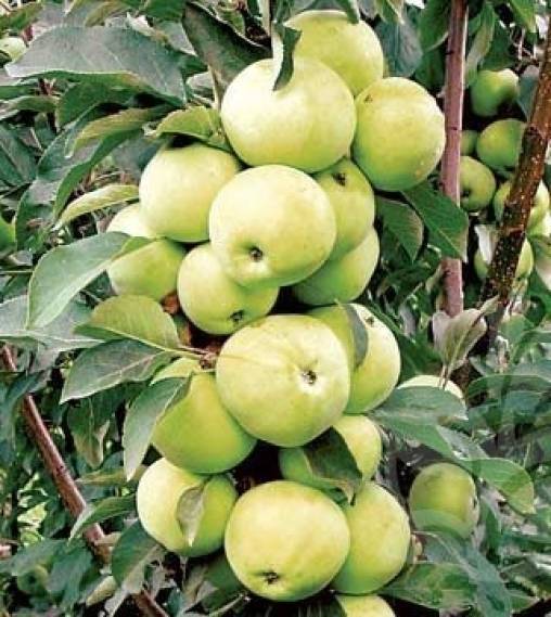 Как вырастить крупный сорт яблони апорт?