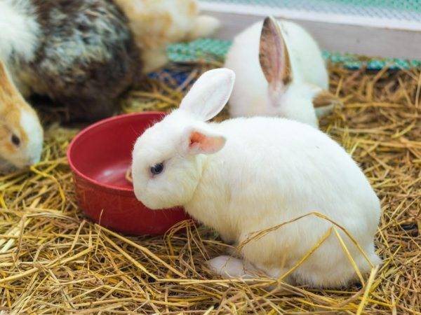 Новорожденные крольчата. описание с фото и видео