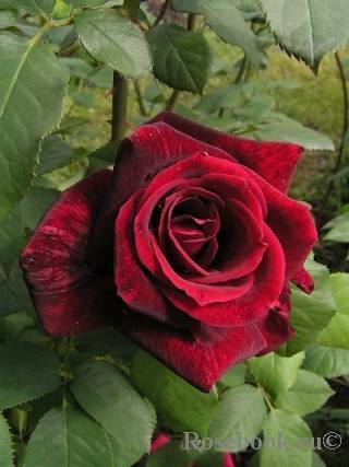 О розе Meilland: описание и характеристики сорта чайно гибридной плетистой розы