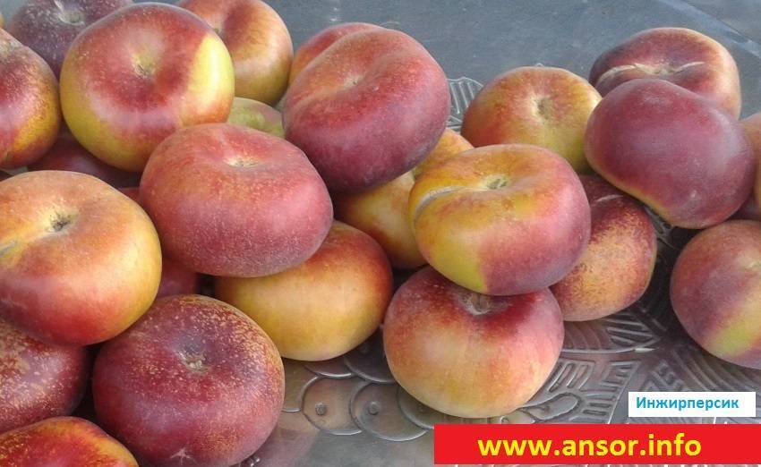 Калорийность и польза инжирного персика