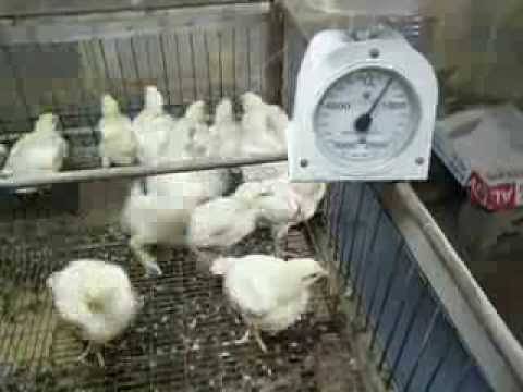 Бройлеры - выращивание в домашних условиях, кормление цыплят, витамины