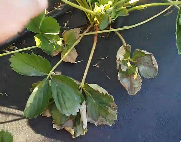 Что делать, если листья клубники пожелтели и скручиваются во время плодоношения