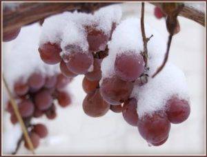 Когда можно открывать виноград после зимы