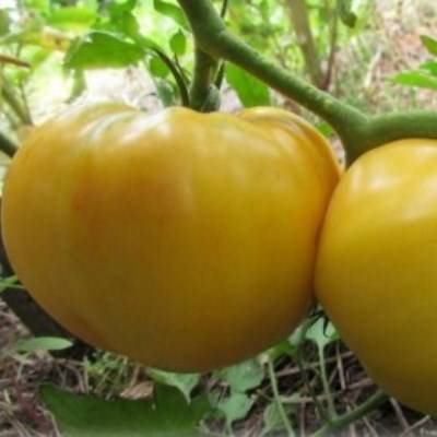 Томат "малиновый гигант": описание сорта, фото плодов-помидоров, рекомендации по выращиванию и уходу