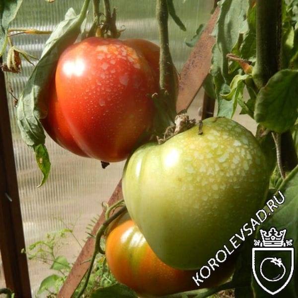 Розовоплодная красавица для парников и теплиц — томат «гейша»: описание сорта, рекомендации по выращиванию