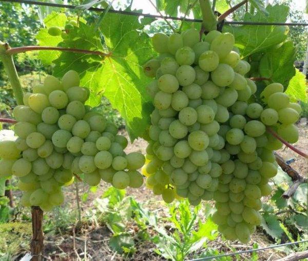 Характеристика сорта винограда кеша