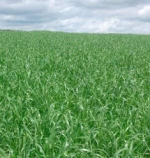 Газонная трава райграс многолетний пастбищный описание выращивание из семян и уход фото