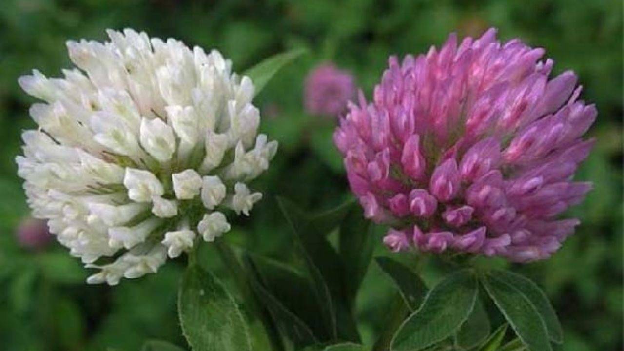 Клевер (trifolium): цветок и кормовая культура