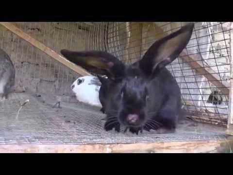 Болезни кроликов и их лечение