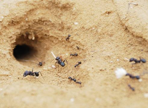 Правила использования борной кислоты от муравьев