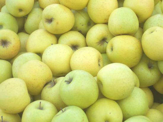 Высокоурожайная яблоня голден делишес: описание, фото