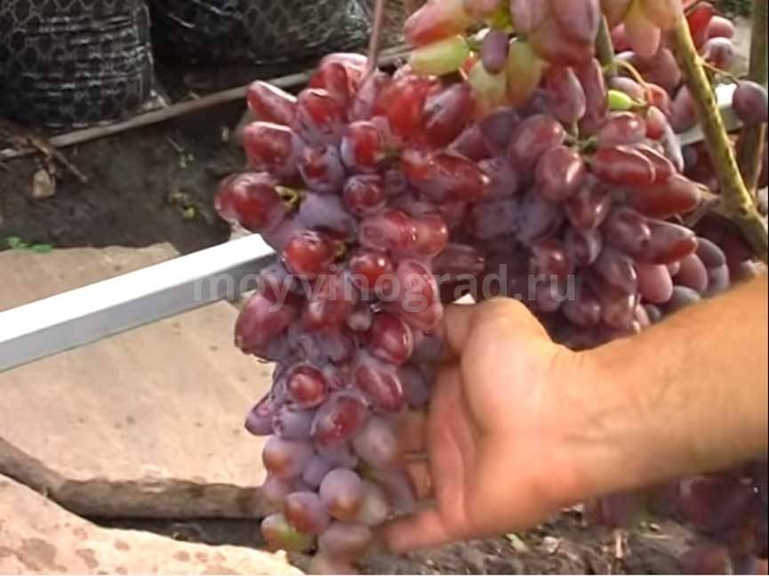 Описание сорта винограда Байконур: особенности и условия содержания