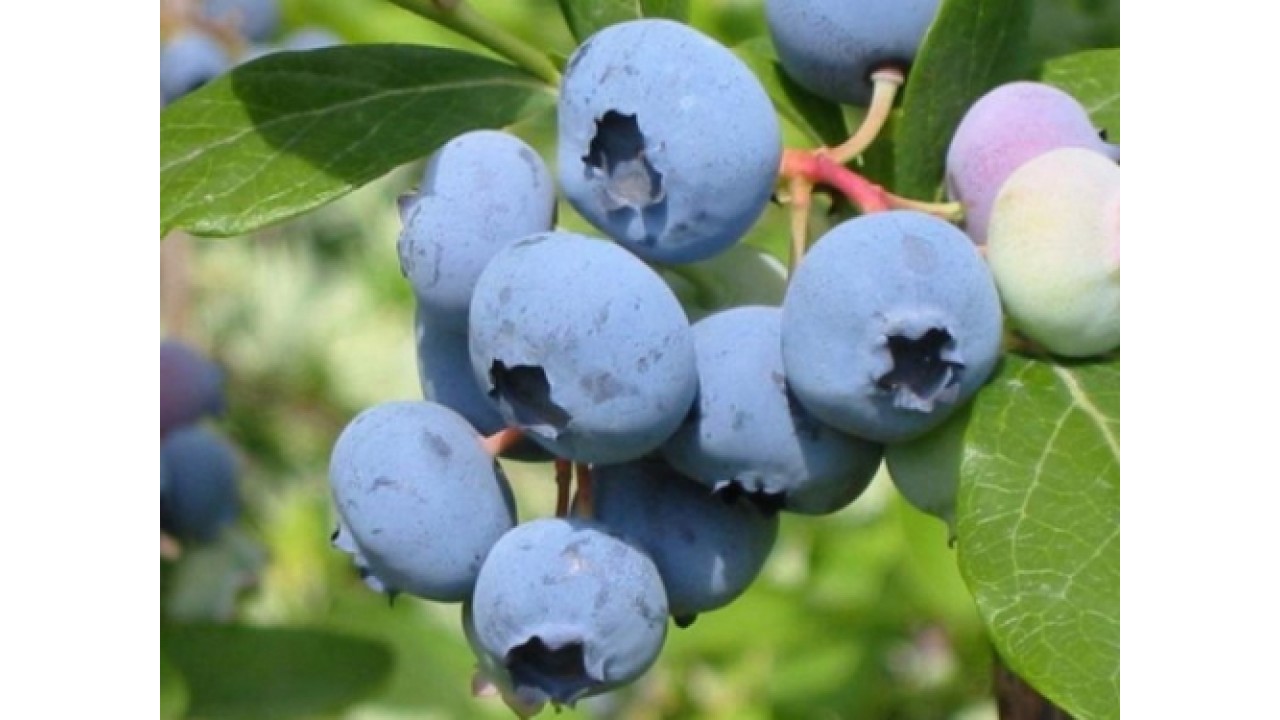 Голубика путте: характеристика сорта и особенности выращивания