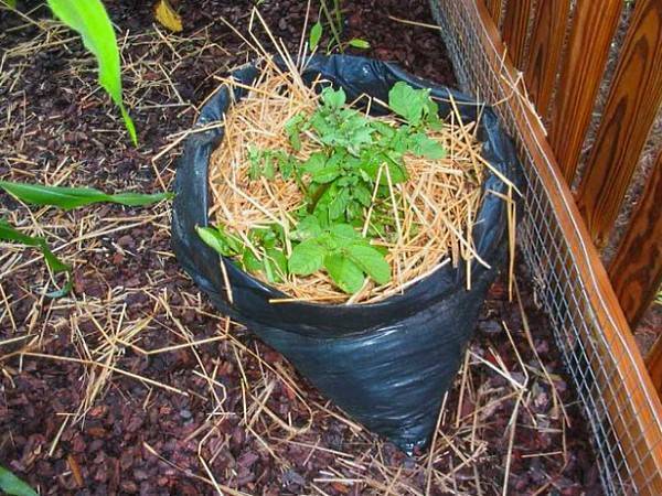 Посадка и выращивание картофеля в мешках: пошаговая инструкция, советы