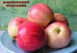 Яблоня зимостойкая башкирский красавец: описание сорта, характеристики, выращивание