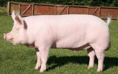 Породы белых свиней (37 фото): характеристика больших русских и украинских степных, литовских и сибирских поросят. описание свиней других пород