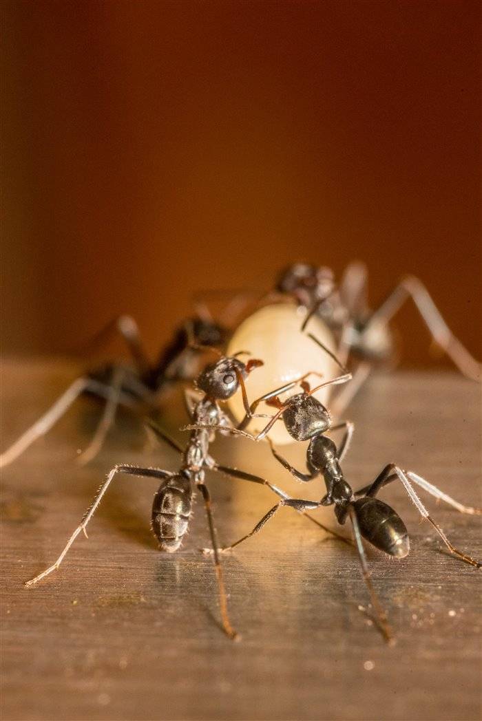 Как избавиться от домашних муравьев в квартире народными способами и покупными средствами