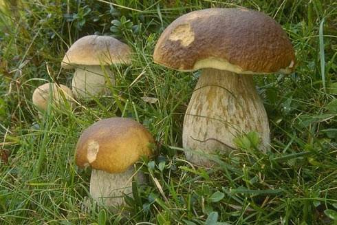 Какие грибы растут в пензенской области: названия, фото и описание