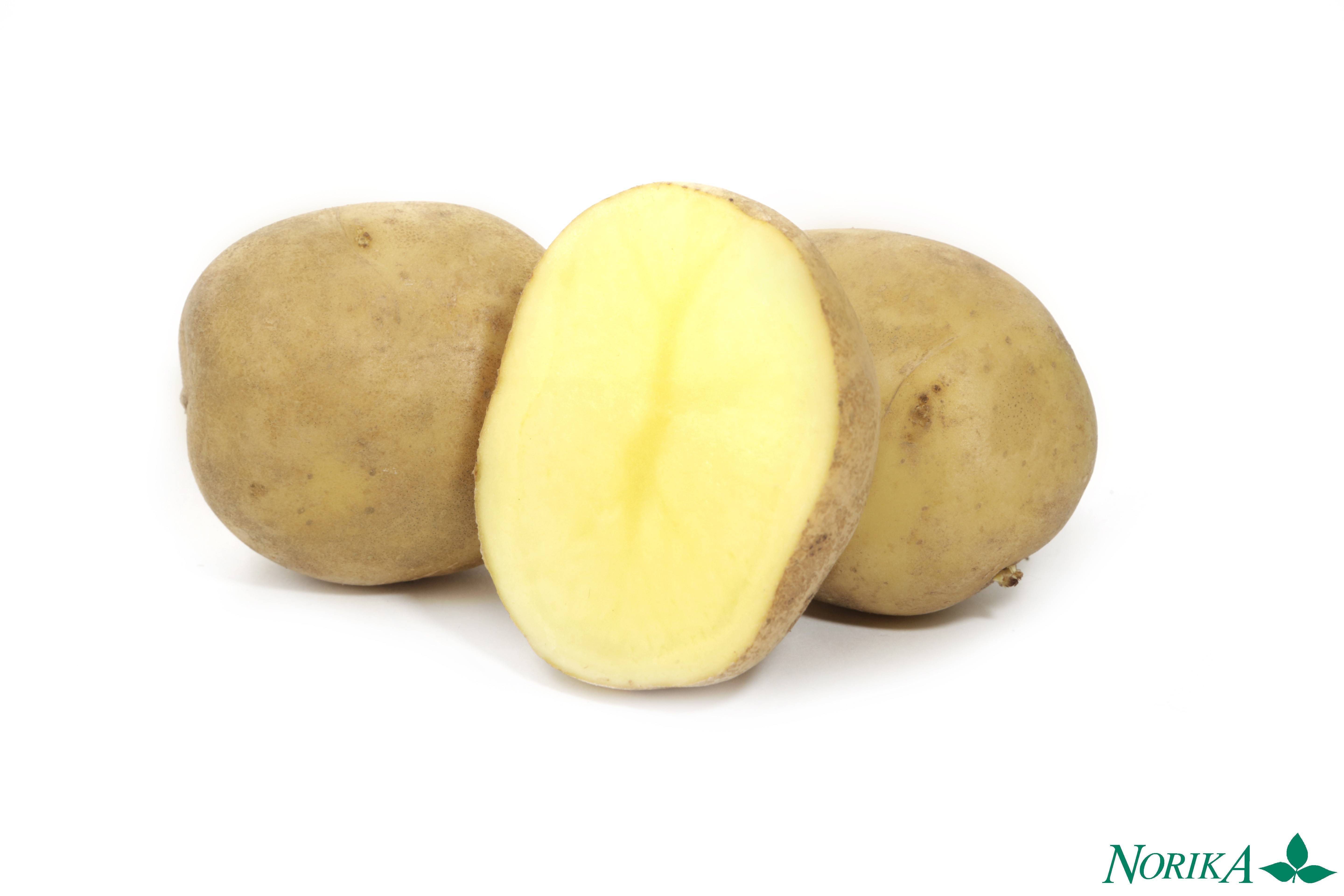 Адретта: описание семенного сорта картофеля, характеристики, агротехника