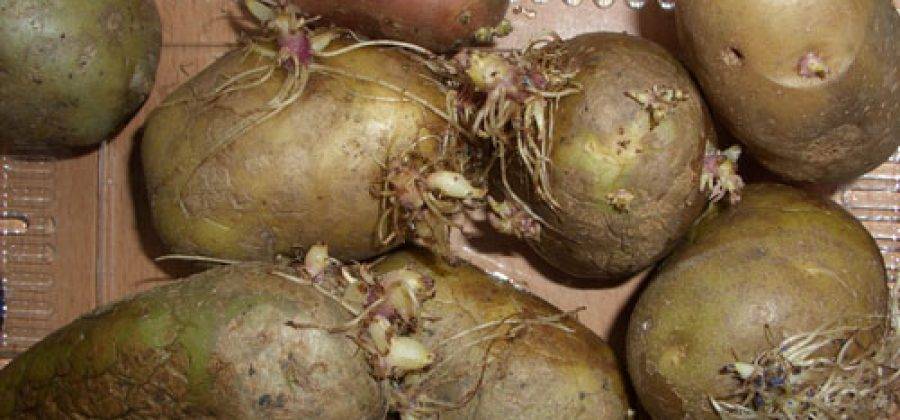Сроки посадки картофеля в Подмосковье, как сажать картошку, время