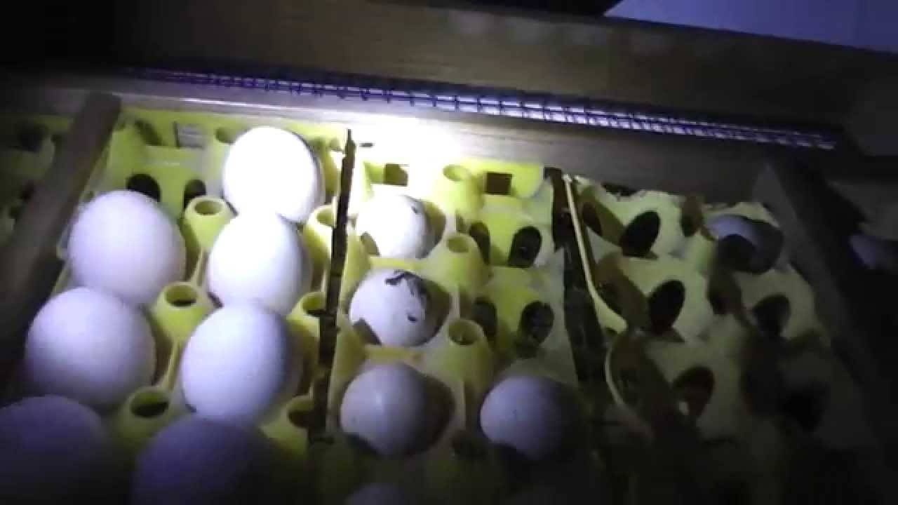Выращиваем птиц правильно — инкубация павлиньих яиц