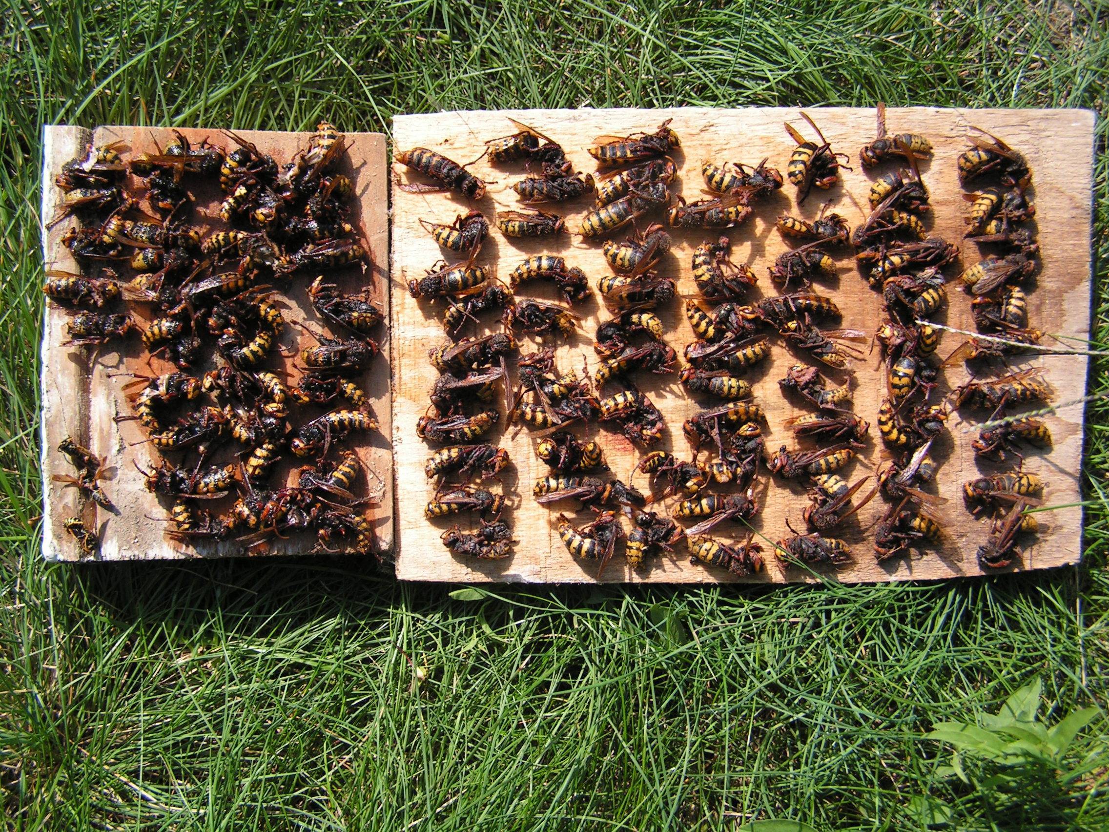 Чего боятся пчелы как от них избавиться. Ловушки для земляных пчел. Насекомые на даче. Домики земляных пчел. Земляные пчелы.