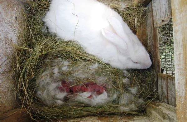 Сколько раз в сутки крольчиха кормит новорожденных крольчат