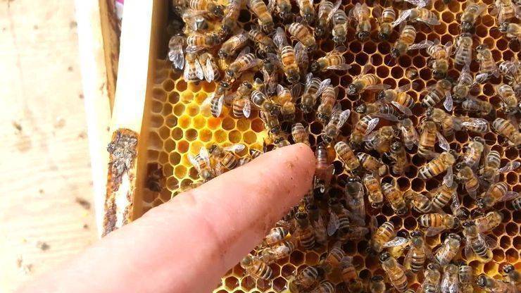 Биология пчелы. состав пчелиной семьи: матка, трутни, рабочие пчелы. | 
ветеринарная служба владимирской области