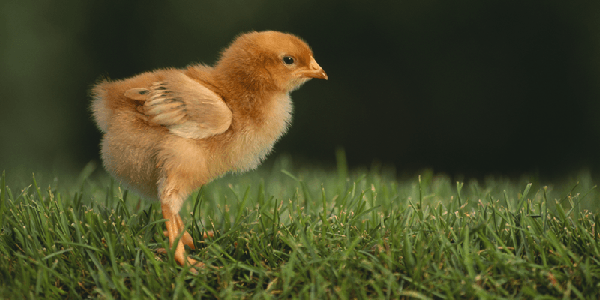 Чем лечить цыплят если они опускают крылья