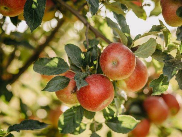 Описание и характеристики яблони сорта башкирская красавица, преимущества и недостатки