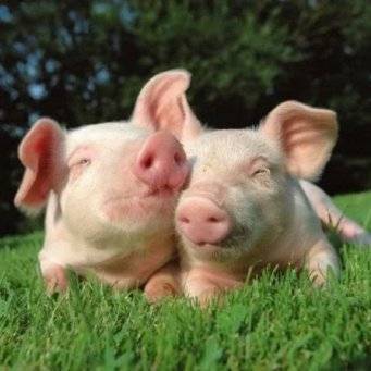 Как правильно кормить свиней в домашних условиях