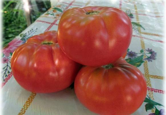 Характеристика и описание сортов томатов серии гном томатный, его урожайность - общая информация - 2020