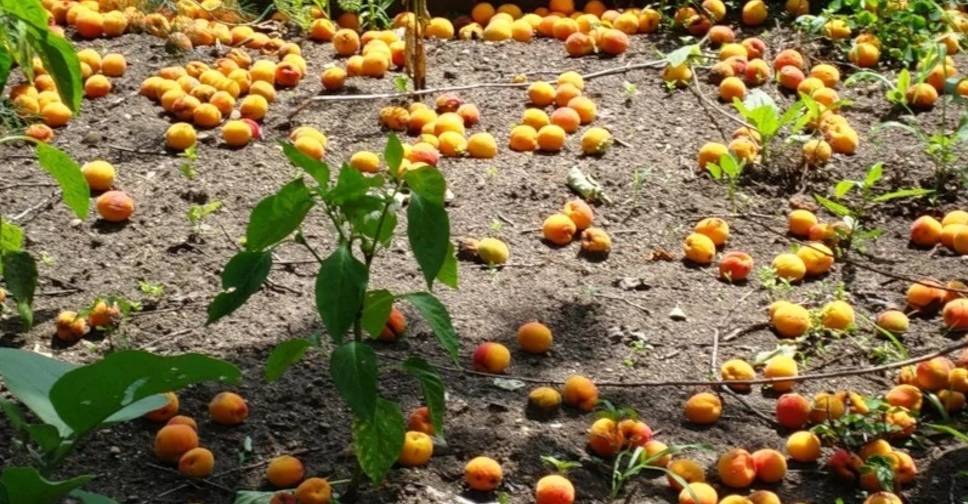 Почему не плодоносит абрикос | советы опытных садоводов как добиться хорошего урожая (115 фото + видео)