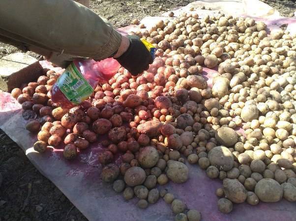 Как обработать картофель перед посадкой фитоспорином, инструкция