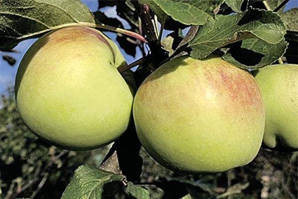 Описание сорта яблони орловское полосатое