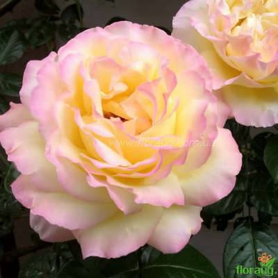 Очень подробная статья о классификации роз. чайно-гибридные розы, розы флорибунда, розы патио, миниатюрные, почвопокровные, плетистые, кустарниковые розы.