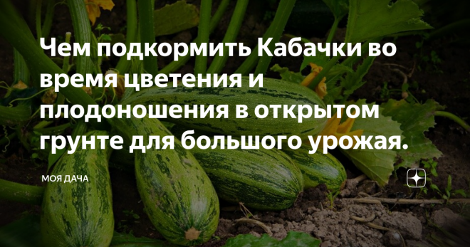 Подкормка кабачков. Чем подкормить кабачки в открытом грунте. Подкормка кабачков в открытом грунте. Чем подкормить кабачки в открытом.