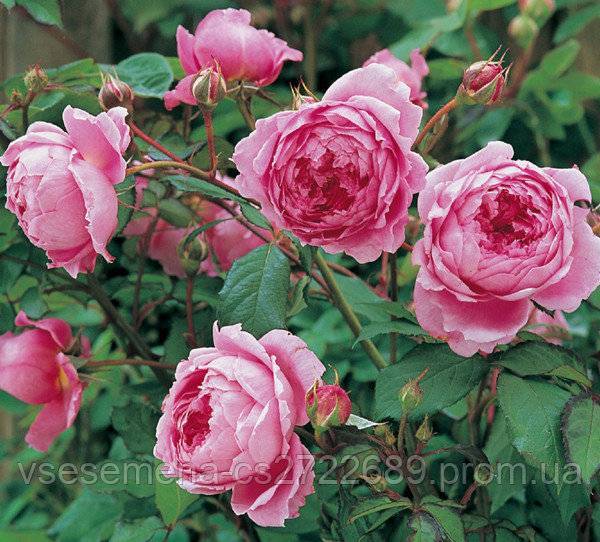 О розе alain souchon: описание и характеристики сорта, уход и выращивание
