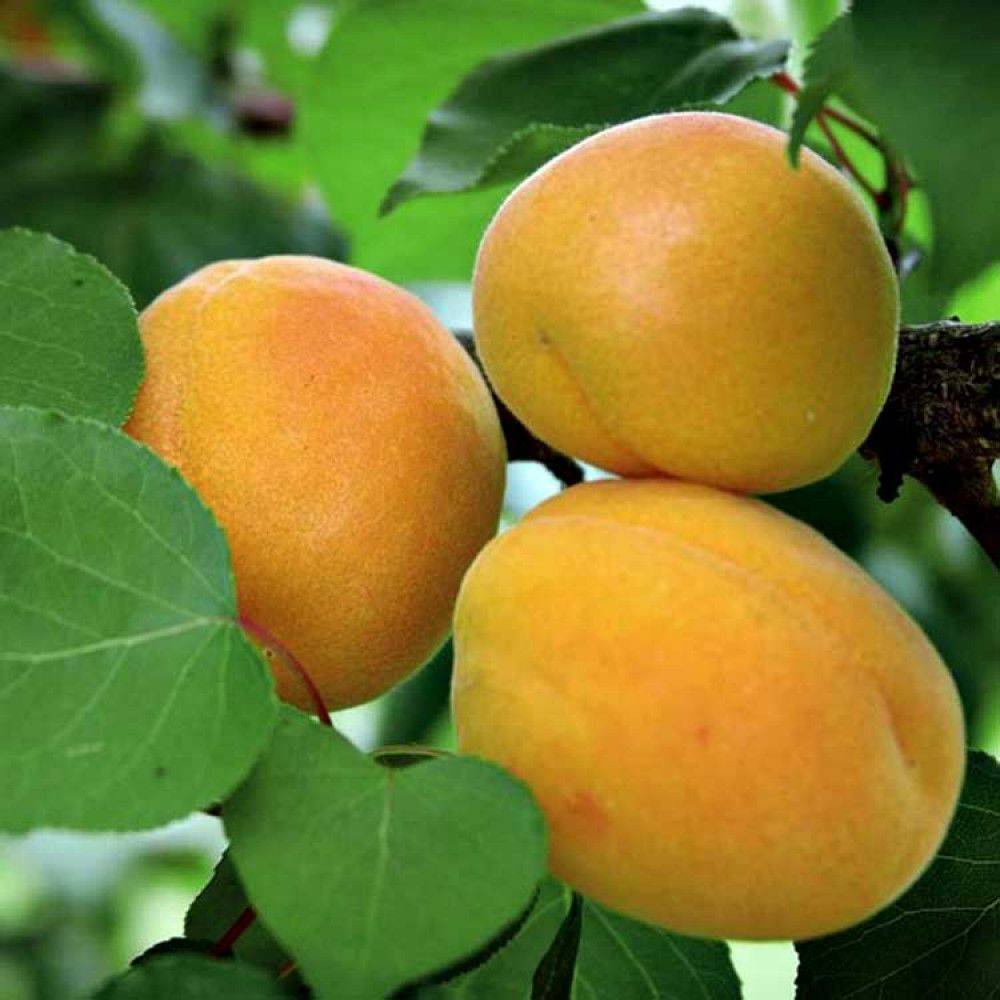 Особенности абрикоса сорта нью-джерси